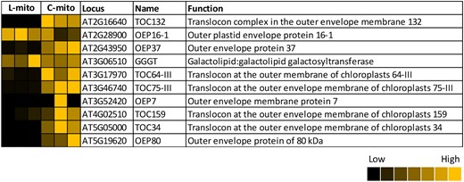Identified plastid outer envelope proteins in mitochondrial extracts isolated from Arabidopsis leaves (L-mito) and cell cultures (C-mito). Our proteomic analyses identified 10 outer envelope-localized proteins (listed in Supplemental Table 5). Heat maps visualize the protein abundance within the three independent experiments of mitochondria purified from leaves and cell cultures. The heat map colors represent the individual mean intensity values for each protein according to the color map on the low right-hand side. The corresponding iBAQ values as determined in MaxQuant are listed in Supplemental Table 1.