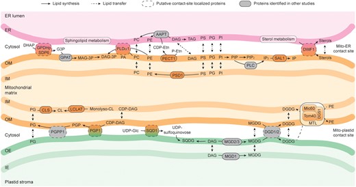 Model of lipid biosynthesis and trafficking within and between mitochondria, endoplasmic reticulum (ER) and plastids in Arabidopsis. Lipid synthesis and transfer between membranes are indicated by arrows, respectively. Proteins identified in mitochondrial extracts isolated from Arabidopsis leaves (L-mito) or cell cultures (C-mito) with additional ER or plastidic localization based on The Arabidopsis Information Resource (TAIR; www.arabidopsis.org) and the Subcellular localization database for Arabidopsis proteins (SUBAcon; www.suba.live) are considered as putative contact-site localized proteins (dashed frame). Lipid biosynthesis-related proteins indicated in other studies are depicted in grey. Full names and functions of involved proteins are itemized in Supplemental Table 1. ER, endoplasmic reticulum; OM, mitochondrial outer membrane; IM, mitochondrial inner membrane; OE, plastid outer envelope; IE, plastid inner envelope; MTL, mitochondrial transmembrane lipoprotein complex; AAPT, aminoalcoholphosphotransferase; CL, cardiolipin; CLS, cardiolipin synthase; LCLAT, monolysocardiolipin acyltransferase; DHAP, dihydroxyacetone phosphate; G3P, glyceraldehyde 3-phosphate; GPAT, glyceraldehyde 3-phosphate acyltransferase; GPDH, glycerol-3-phosphate dehydrogenase; MAG, monoacylglycerol; MAG-3P, monoacylglycerol 3-phosphate; DAG, diacylglycerol; DAG-3P, diacylglycerol 3-phosphate; DWF, dwarf; DGS, digalactosyldiacylglycerol synthase suppressor; Etn, ethanolamine; TAG, triacylglycerol; IP, inositol phosphate; PC, phosphatidylcholine; MGD, monogalactosyldiacylglycerol synthase; MGDG, monogalactosyldiacylglycerol; Mic, mitochondrial contact site and cristae organizing system; DGD, digalactosyldiacylglycerol synthase; DGDG, digalactosyldiacylglycerol; PA, phosphatidic acid; PE, phosphatidylethanolamine; PECT, phosphoethanolamine cytidylyltransferase; PS, phosphatidylserine; PI, phosphatidylinositol; PG, phosphatidylglycerol; PGP, phosphatidylglycerolphosphate; PGP1, phosphatidylglycerolphosphate synthase 1; PGPP, phosphatidylglycerolphosphate phosphatase; PLC, phospholipase C; PLD, phospholipase D; PSD, phosphatidylserine decarboxylase; SAL, myo-inositol polyphosphate 1-phosphatase; SDP, sugar-dependent; SQD, sulfoquinovosyldiacylglycerol synthase; SQDG, sulfoquinovosyldiacylglycerol; Tom, translocase of the outer mitochondrial membrane.