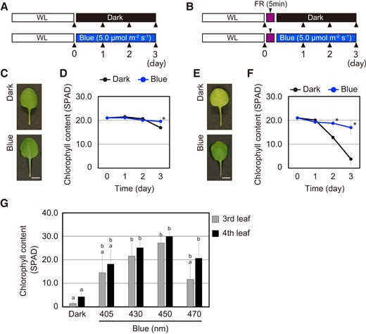 Suppression of leaf senescence in response to blue light. A) and B) Schematic illustration of the light regimes. The fourth leaves collected from WT plants grown under short days (white light for 10 h/dark for 14 h: WL) were pretreated without A) or with B) 50.0 µmol m−2 s−1 FR light for 5 min followed by incubation in darkness (Dark), or under 5.0 µmol m−2 s−1 blue light (Blue) for 3 d. Leaf chlorophyll content was measured on the day indicated by the arrowheads. C) Representative images of the fourth leaf which were incubated under the condition described in A). Scale bars = 5 mm. D) Changes in chlorophyll content of leaves that were incubated under the condition described in A) at 0–3 d. The data are means ± SD (n ≥ 8). Asterisks indicate significant differences between dark and blue light treatment on the indicated days (*P < 0.01, Student's t-test). E) Representative images of the fourth leaf incubated under the condition described in B). Scale bars = 5 mm. F) Changes in chlorophyll content of FR-pretreated leaves that were incubated under the condition described in B) at 0–3 d. The data are means ± SD (n ≥ 8). Asterisks indicate significant differences between dark and blue light treatment on the indicated days (*P < 0.01, Student's t-test). G) Chlorophyll content of the WT third and fourth leaves that were pretreated with 50.0 µmol m−2 s−1 FR light for 5 min followed by incubation in darkness or under the different blue light wavelength at 5.0 µmol m−2 s−1 for 3 d. The data are means ± SD (n = 4). Different letters indicate statistically significant differences (P < 0.01, Tukey–Kramer test).
