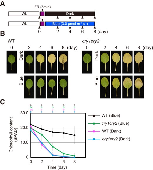 Suppression of leaf senescence by cryptochromes. A) Schematic illustration of the light regimes. The fourth leaves collected from WT and cry1 cry2 plants grown under short days (white light for 10 h/dark for 14 h: WL) were pretreated with 50.0 µmol m−2 s−1 FR light for 5 min followed by incubation in darkness (Dark) or under 3.0 µmol m−2 s−1 blue light (Blue) for 8 d. B) Representative images of the fourth leaves of WT and cry1 cry2 that were incubated under the condition described in A) for 0–8 d. Scale bars = 5 mm. C) Chlorophyll content of the leaves at the time points corresponding to the images in B). The data are means ± SD (n ≥ 8). Different letters indicate statistically significant differences at the indicated days (P < 0.01, Tukey–Kramer test). Letters are represented on top of graphs in order of corresponding to chart's legend.