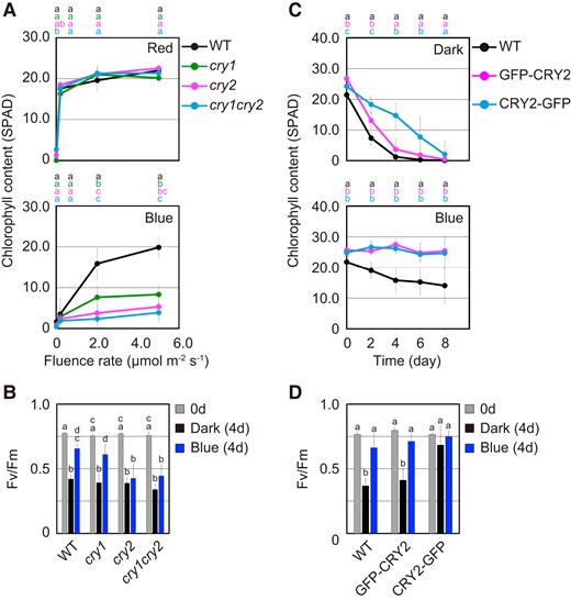 Blue light-dependent activities of cryptochromes in the regulation of leaf senescence. A) Chlorophyll content of the fourth leaves of WT, cry1, cry2, and cry1 cry2 that were pretreated with 50.0 µmol m−2 s−1 FR light for 5 min followed by incubation under different monochromatic red or blue light fluence rates for 4 d. The data are means ± SD (n ≥ 6). Different letters indicate statistically significant differences at the indicated fluence rates (P < 0.01, Tukey–Kramer test). Letters are represented on top of graphs in order of corresponding to chart's legend. B) Fv/Fm values in the fourth leaves of WT, cry1, cry2, and cry1 cry2 that were pretreated with 50.0 µmol m−2 s−1 FR light for 5 min followed by incubation in darkness or under 3.0 µmol m−2 s−1 blue light for 4 d. The data are means ± SD (n ≥ 5). Different letters indicate statistically significant differences (P < 0.01, Tukey–Kramer test). C) Changes in chlorophyll content of the fourth leaves of WT, GFP-CRY2, and CRY2-GFP that were pretreated with 50.0 µmol m−2 s−1 FR light for 5 min followed by incubation in darkness or under 3.0 µmol m−2 s−1 blue light for 8 d. The data are means ± SD (n ≥ 8). Different letters indicate statistically significant differences at the indicated days (P < 0.01, Tukey–Kramer test). Letters are represented on top of graphs in order of corresponding to chart's legend. D) Fv/Fm values in WT, GFP-CRY2, and CRY2-GFP leaves that were incubated under the condition described in C) for 4 d. The data are means ± SD (n ≥ 5). Different letters indicate statistically significant differences (P < 0.01, Tukey–Kramer test).