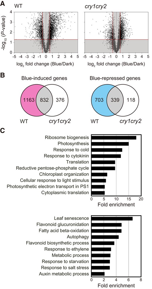 Transcriptome analysis of WT and cry1 cry2 leaves under dark and blue light conditions. A) Volcano plots displaying statistical significance (P-value) versus fold changes (Blue/Dark) in WT and cry1 cry2. The fourth leaves of WT and cry1 cry2 were pretreated with 50.0 µmol m−2 s−1 FR light for 5 min followed by incubation in darkness or under 3.0 µmol m−2 s−1 blue light for 24 h. The X-axis represents log2-fold change differences between dark and blue light conditions. The Y-axis represents statistical significance as the negative log10 of P-values. Blue-induced and blue-repressed genes by blue light were selected as described in the Materials and methods section, whereas the nonsignificant genes (indicated by the gray shade) were excluded. B) Venn diagrams displaying the number of overlapping and nonoverlapping genes between WT and cry1 cry2 in blue-induced and blue-repressed genes based on the Volcano plots in A). C) GO enrichment of CRY-upregulated (upper) and CRY-downregulated (lower) genes, which were selected by removing the overlapping genes from blue-induced and blue-repressed genes as described in the Venn diagram B), respectively. The top 10 GO terms under the biological process category are shown. GO analyses were performed using DAVID 6.8 (https://david.ncifcrf.gov/home.jsp).