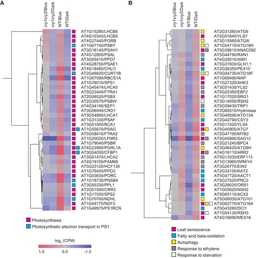 Alteration of CRY-regulated gene expression. A) and B) Heatmaps representing the expression levels of CRY-upregulated A) and CRY-downregulated B) genes selected from GO enrichment data in Fig. 4C. GO terms involved in leaf senescence are shown. Each column indicates a sample (3 biological replicates), and each row indicates a gene. The color scale indicates the processed CPM value. Colored boxes represent the GO terms classification.