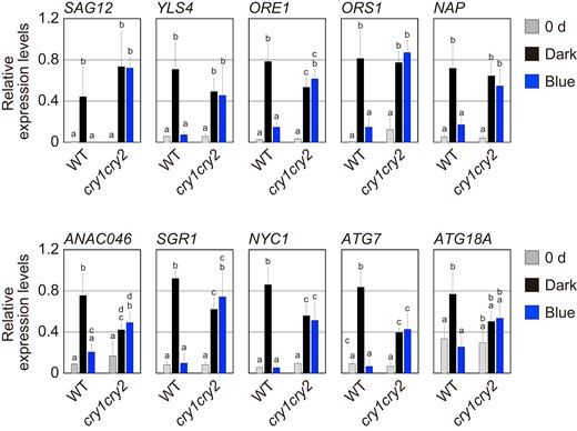 Downregulation of senescence-related genes by cryptochromes. The mRNA levels of SAG12, YLS4, ORE1, ORS, NAP, ANA046, SGR1, NYC1, ATG7, and ATG18A in the WT and cry1 cry2 fourth leaves before (0 d) and after the pretreatment with 50.0 µmol m−2 s−1 FR light for 5 min followed by incubation in darkness (Dark) or under 3.0 µmol m−2 s−1 blue light (Blue) for 3 d. The data are means ± SD (n ≥ 3). Different letters indicate statistically significant differences (P < 0.01, Tukey–Kramer test).