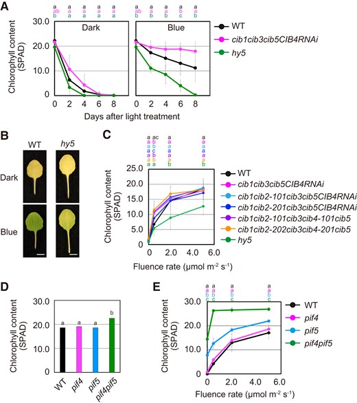 Promotion of leaf senescence in CIB family and HY5 mutants. A) Chlorophyll content of the fourth leaves of WT, cib1 cib3 cib5 CIB4-RNAi quasiquadruple, and hy5 that were incubated under the condition described in Fig. 2A. The data are means ± SD (n ≥ 8). Different letters indicate statistically significant differences at the indicated days (P < 0.01, Tukey–Kramer test). Letters are represented on top of graphs in order of corresponding to chart's legend. B) Representative images of the fourth leaves of WT and hy5 that were pretreated with 50.0 µmol m−2 s−1 FR light for 5 min followed by incubation in darkness (Dark), or under 5.0 µmol m−2 s−1 blue light (Blue) for 4 d. Scale bars = 5 mm. C) Chlorophyll content of the fourth leaves of WT, cib1 cib2 cib3 cib5 CIB4-RNAi quasiquintuple, cib1 cib2 cib3 cib4 cib5 quintuple, and hy5 that were pretreated with 50.0 µmol m−2 s−1 FR light for 5 min followed by incubation under different blue light fluence rates for 4 d. The data are means ± SD (n ≥ 8). Different letters indicate statistically significant differences at the indicated fluence rates (P < 0.01, Tukey–Kramer test). Letters are represented on top of graphs in order of corresponding to chart's legend. D) Chlorophyll content of the fourth leaves of WT, pif4, pif5, and pif4 pif5 before the treatment with experimental light conditions. Different letters indicate statistically significant differences (P < 0.01, Tukey–Kramer test). E) Chlorophyll content of the fourth leaves of WT, pif4, pif5, and pif4 pif5 was determined as for C). The data are means ± SD (n ≥ 6). Different letters indicate statistically significant differences at the indicated fluence rates (P < 0.01, Tukey–Kramer test). Letters are represented on top of graphs in order of corresponding to chart's legend.