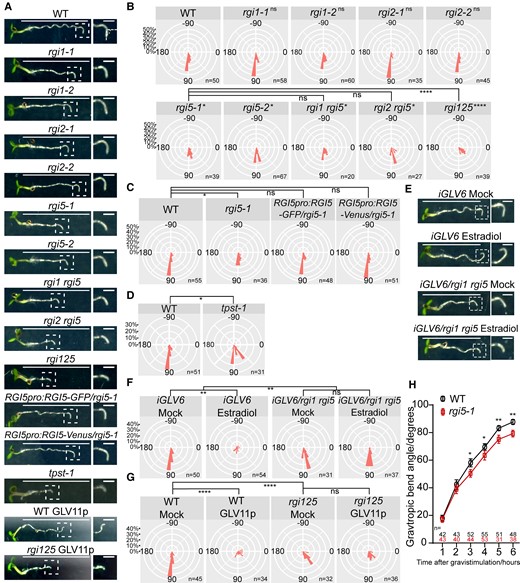 GLV signaling positively regulates root gravitropism in an RGI-dependent manner. A) and E) Representative images of 4 dag seedlings after 6 h of gravistimulation. Images at the right show a higher magnification of the bending root tip (framed in the left image); 100 nM GLV11p A) or 2 μM estradiol E) were used. Scale bars in the left images represent 1 cm and bars in the right images represent 1 mm. B) Root gravitropic bend in rgi mutants. Distribution of the root bending angle after gravistimulation for the indicated genotypes represented as nightingale plots (bin = 10°). Dunn test, preceded by Kruskal–Wallis test, was performed when comparing wild-type with rgi mutants and comparing rgi5-1 mutant with rgi1 rgi5, rgi2 rgi5, and rgi125. *P < 0.05; ****P < 0.0001; and ns indicates no significant difference (P < 0.05). Experiments were done in 3 replicates with similar results. C) Expression of RGI5-GFP/Venus driven by its native promoter in rgi5-1 complemented its gravitropism defect. Distribution of the root bending angle after gravistimulation for the indicated genotypes represented as nightingale plots (bin = 10°). Dunn test is preceded by Kruskal–Wallis test. *P < 0.05, and ns indicates no significant difference (P < 0.05). Experiments were done in 2 replicates with similar results. D) Root gravitropic bend in tpst-1 mutant. Distribution of the root bending angle after gravistimulation for the indicated genotypes represented as nightingale plots (bin = 10°). Significant differences were determined using Kolmogorov–Smirnov test, *P < 0.05. Experiments were done in 2 replicates with similar results. F) iGLV6/rgi1 rgi5 suppressed GLV6OE-induced root agravitropic phenotype upon estradiol treatment. Distribution of the root bending angle after gravistimulation for the indicated genotypes/treatment represented as nightingale plots (bin = 10°); 2 μM estradiol was used. Significant differences were determined using 2-way ANOVA and followed by the Sidak test. **P < 0.01, and ns indicates no significant difference (P < 0.05). This experiment was done 2 times with similar results. G) rgi125 suppressed GLV11p-induced agravitropic phenotype upon GLV11p treatment. Distribution of the root bending angle after gravistimulation for the indicated genotypes represented as nightingale plots (bin = 10°); 100 nM GLV11p was used. Dunn test is preceded by Kruskal–Wallis test. ****P < 0.0001, and ns indicates no significant difference (P < 0.05). Experiments were done in 3 replicates with similar results. H) Time-course analysis of gravitropic curvature in wild-type and rgi5-1 mutant. Error bars represent the standard error of the mean. Significant differences between wild type and rgi5-1 in each time point were determined using Kolmogorov–Smirnov test, *P < 0.05 and **P < 0.01. Experiments were done in 2 replicates with similar results. WT, wild type.
