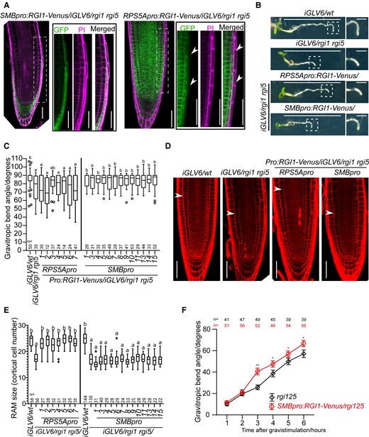 GLV-RGI signaling in the LRC is required for root gravitropism but not for RAM maintenance. A) Confocal images of SMBpro:RGI1-Venus/iGLV6/rgi1 rgi5 and RPS5Apro:RGI1-Venus/iGLV6/rgi1 rgi5 root tips. Images at the right show higher magnification of the framed area (LRC cells) in the left images. Cells were counter-stained with propidium iodide (PI). Arrowheads in RPS5Apro:RGI1-Venus/iGLV6/rgi1 rgi5 root tip indicate the LRC cells where Venus was not detected. Scale bars represent 50 μm. B) Representative images of 4 d after germination (dag) seedlings after 6 h of gravistimulation. Images at the right show a higher magnification of the bending root tip (framed in the left image). Scale bars in the left images represent 1 cm and bars in right images represent 1 mm. C) Quantification of gravitropic bending angle in the iGLV6/rgi1 rgi5 mutant transformed with RGI1-Venus expressed in the LRC (SMBpro:RGI1-Venus/iGLV6/rgi1 rgi5) or other meristematic cells (RPS5Apro:RGI1-Venus/iGLV6/rgi1 rgi5). In the boxplot, boxes indicate ranges from the first to third quartiles, and the central lines display the median. Upper and lower whiskers extend to maximum or minimum values no further than 1.5 times IQR (interquartile range, the distance between the first and third quartiles). Dunn test is preceded by Kruskal–Wallis test. Lowercase letters indicate statistical differences between genotypes (P < 0.05). Experiments were done in 2 replicates with similar results. D) Complementation of the RAM size defect in the iGLV6/rgi1 rgi5 mutant by RGI1-Venus expression in the LRC (SMB promoter) or other meristematic cells (RPS5A promoter). Confocal images show cells stained with PI in 5 dag seedlings. Arrowheads indicate the end of RAM. Scale bars represent 50 μm. E) RAM size quantification in the iGLV6/rgi1 rgi5 mutant transformed with RGI1-Venus expressed in the LRC (SMBpro:RGI1-Venus/iGLV6/rgi1 rgi5, abbreviated as SMBpro) or other meristematic cells (RPS5Apro:RGI1-Venus/iGLV6/rgi1 rgi5, abbreviated as RPS5Apro). In the boxplot, boxes indicate ranges from the first to third quartiles, and the central lines display the median. Upper and lower whiskers extend to maximum or minimum values no further than 1.5 times IQR (interquartile range, the distance between the first and third quartiles). Significant differences were determined using 1-way ANOVA and followed by a Tukey’s test. Lowercase letters indicate statistical differences between genotypes (P < 0.05). Experiments were done in 2 replicates with similar results. F) Time-course analysis of gravitropic curvature in rgi125 and SMBpro:RGI1-Venus/rgi125 mutant. Error bars represent the standard error of the mean. Significant differences between rgi125 and SMBpro:RGI1-Venus/rgi125 mutant in each time point were determined using Kolmogorov–Smirnov test, *P < 0.05 and **P < 0.01. Experiments were done in 2 replicates with similar results. WT, wild type; Pro, promoter.