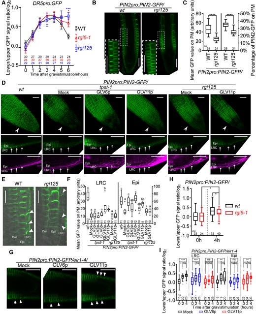 GLV-RGI signaling positively regulates PIN2 PM levels and efficient auxin efflux mainly from the LRC. A) Time-course analysis of the lower/upper DR5pro:GFP signal ratio in wild-type, rgi5-1, and rgi125 mutants. Log transformation was used after the ratio quantification. Error bars represent the standard error of the mean. Significant differences between wild type to rgi5-1 and rgi125 mutant at each time point were determined by 1-way ANOVA followed by Turkey's test. *P < 0.05 and ***P < 0.001. This experiment was done 2 times with similar results. B) Median confocal sections of PIN2-GFP in the wild type and mutant background. Inset shows a higher magnification of epidermal and cortical cells in the framed area. Scale bars represent 50 μm. C) Quantification of the mean PIN2-GFP signal at the PM alone (left) or normalized by the total PIN2-GFP signal in the cell (right). Significant differences were determined using a student's t-test. ****P < 0.0001. Experiments were done with 3 replicates with similar results. D) Confocal images of PIN2-GFP in the wild type or mutants background germinated or not in medium supplemented with GLV peptides (100 nM) as indicated. The upper row images show 3D projections. The lower 2 rows show median sections of PIN2-GFP (green) roots counterstained with PI (violet). Arrowheads and arrows point out LRC cells. Scale bars represent 50 μm. E) Confocal images of PIN2 detected by immunolocalization. Arrowheads point out LRC cells. Bars represent 20 μm. F) Complementation of the PIN2-GFP signal in the tpst-1 or rgi125 mutants on the PM of LRC cells (left) or epidermal cells (right). Roots were transferred to the medium containing 100 nM of the different peptides or peptide-free medium for 48 h as indicated. Significant differences were determined using 1-way ANOVA followed by a Tukey’s test. Lowercase letters indicate statistical differences between different treatments (P < 0.05). Experiments were done twice with similar results. G) Confocal images of 4 h gravistimulated PIN2pro:PIN2-GFP/eir1-4 root tips after mock, GLV6p, or GLV11p treatment. Arrows indicate the direction of gravity after gravistimulation. Arrowheads indicate LRC cells with high PIN2 level on PM; 100 nM GLVp was used. Bars represent 20 μm. H) Quantification of the PIN2-GFP signal ratio between left and right (0 h) or lower and upper (4 h) sides in LRC cells. Log transformation was used after the ratio quantification. Significant differences were determined using a student's t-test. *P < 0.05. Experiments were done in 2 replicates with similar results. I) Quantification of the PIN2-GFP signal ratio between left and right (0 h) or lower and upper (2 and 4 h) sides in LRC cells and epidermal cells with no peptide (Mock), 100 nM GLV6p, or 100 nM GLV11p treatment. Log-transformation was used after the ratio quantification. Individual data points for each seedling are shown. Significant differences were determined using 1-way ANOVA followed by a Tukey’s test. *P < 0.05; **P < 0.01; ***P < 0.001; and ns indicates no significant difference (P < 0.05). Experiments were done in 2 replicates with similar results. For boxplots in C), F), H), and I), boxes indicate ranges from the first to third quartiles, and the central lines display the median. Upper and lower whiskers extend to maximum or minimum values no further than 1.5 times IQR (interquartile range, the distance between the first and third quartiles). WT, wild type; Epi, epidermis; Cor, cortex.
