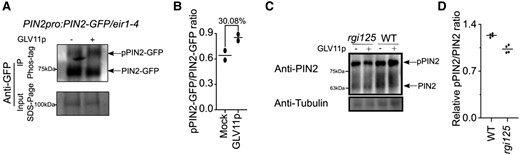 GLV-RGI signaling regulates PIN2 phosphorylation levels. A) GLV11p treatment increased the proportion of phosphorylated PIN2-GFP (pPIN2-GFP). PIN2-GFP from microsomal fraction of PIN2pro:PIN2-GFP/eir1-4 root tips treated with or without 100 nM GLV11p was immunoprecipitated and separated in a Phos-tag gel, then analyzed by Western blot with anti-GFP antibody. The IP input was separated onto an SDS-PAGE gel and PIN2-GFP protein was detected by anti-GFP antibody. Experiments were done in 2 replicates with similar results. B) Quantification of pPIN2-GFP/PIN2-GFP band intensity ratio in Western blot with Phos-tag gel. Individual data points for each experiment are shown. C) GLV11p treatment increased the proportion of phosphorylated PIN2 (pPIN2) in the wild type, but not in rgi125. Protein in the microsomal fraction from rgi125 and wild-type root tips treated with or without 100 nM GLV11p was separated in a Phos-tag gel and analyzed by Western blot with anti-PIN2 antibody. Anti-tubulin antibody was used as the loading control. Experiments were done in 4 replicates with similar results. D) Quantification of relative pPIN2/PIN2 ratio change after GLV11p treatment. Individual data points for each experiment are shown. WT, wild type.