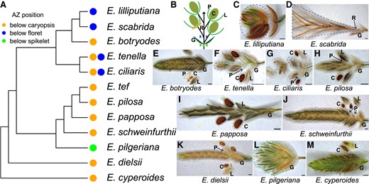 The AZ underneath the caryopsis is common in Eragrostis. (A) Dendrogram showing the phylogenetic relationship of the studied species and the AZ position of each. (B) A diagram illustrating the Eragrostis spikelet and the possible AZ positions. (C–M) Spikelets of (C) E. lilliputiana, (D) E. scabrida, (E) E. botryodes, (F) E. tenella, (G) E. ciliaris, (H) E. pilosa, (I) E. papposa, (J) E. schweinfurthii, (K) E. dielsii, (L) E. pilgeriana, and (M) E. cyperoides. The abscised units are circled with dotted lines with the corresponding color shown in (A, B). Scale bars = 0.5 mm. C, caryopsis; G, glumes; L, lemma; P, palea; R, rachilla.