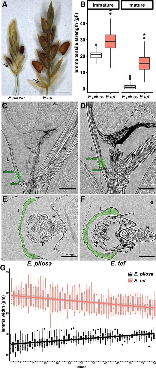 Tough lemma contributes to less shattering of E. tef compared with its wild progenitor E. pilosa. (A) Lemma of E. pilosa shedding with the caryopsis, while the lemma of E. tef is retained. Arrows point to the lemma. Scale bar = 1 mm. (B) Tensile strength of lemma at the immature (seed filling) stage and mature stage when the caryopsis has abscised in E. pilosa and E. tef. Stars denote significant differences (Student's t-test, P < 0.01) between developmental stages. Values are 120 measurements per genotype per stage from 6 biological replicates. (C–F) X-ray microscope images of (C, E) E. pilosa and (D, F) E. tef; (C, D) longitudinal and (E, F) cross sections. The green dotted line indicates the position of the cross sections. Scale bars = 100 µm. L, lemma; Lo, lodicule; P, palea; R, rachilla. (G) Lemma width of 60 successive slices in the highlighted green region in (C–F). Width is estimated using area/perimeter*2. Slices 1–60 are from the base to the tip of the lemma. Values are 4 measurements per slice per genotype.