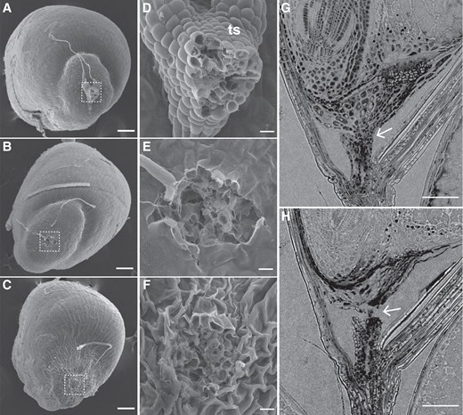 Abscission scar of the caryopsis in E. tef has a rough surface. (A–F) SEM images of E. tef caryopsis when (A, D) the stalk is attached, (B, E) the stalk is manually removed, and (C, F) the stalk has separated naturally. (A–C) Scale bars = 100 µm. (D–F) Scale bars = 10 µm. (G, H) Longitudinal X-ray microscope images (G) before and (H) after abscission. Arrows point to the AZ. Scale bars = 100 µm. ts, triangular stalk.