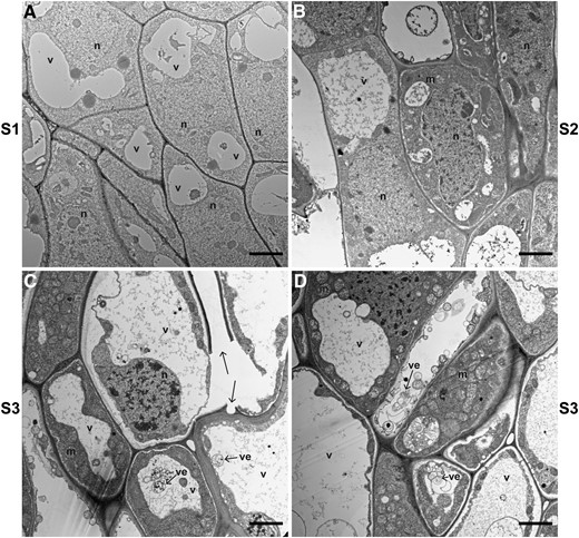 TEM reveals PCD and cell wall breakage in the AZ of E. tef at the early seed maturity stage. Images were taken in the AZ (A) before anthesis (s1), (B) at seed filling (s2), and (C, D) at early seed maturity (s3). Arrows point to cell wall breakage and vesicles (ve). Scale bars = 2 µm. m, mitochondrion; n, nucleus; v, vacuole.