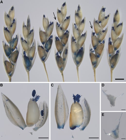 Trypan blue staining shows cell death in the caryopsis AZ of E. tef. (A) Examples of E. tef spikelets stained with Trypan blue. Scale bar = 1 mm. (B, C) Dissected florets indicated by arrows on the left and the right from (A), respectively. Scale bars = 500 µm. (D, E) Enlarged images of the triangle stalks from (B) and (C), respectively. Scale bars = 50 µm.