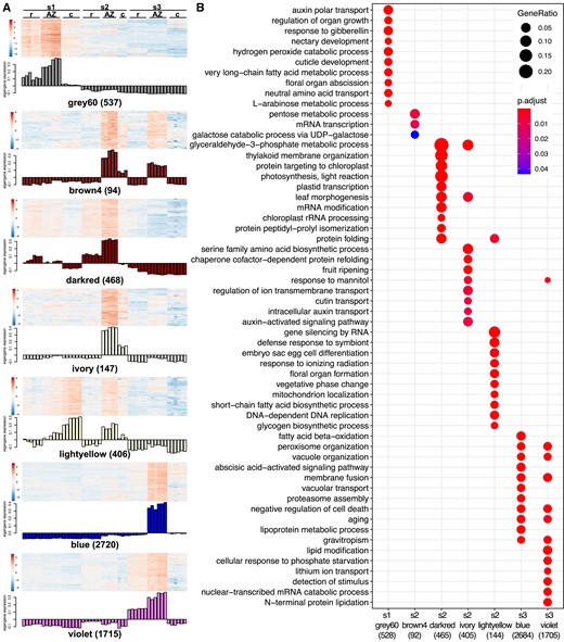 Different functional categories are enriched in AZ expression modules. (A) Heatmap and eigengene expression showing gene modules that are enriched in the AZ at different developmental stages. s1, before anthesis; s2, seed filling; s3, early seed maturity stage. c, caryopsis; r, rachilla. Numbers in parentheses are the number of genes in each module. (B) Top 10 most significant GO terms enriched in each AZ module. Red and blue represent smaller and larger P-values, respectively. The size of the dots represents the ratio of genes in each GO term over the total number of genes in the AZ module. Numbers in parentheses are the numbers of genes that are annotated with a GO term in each module.
