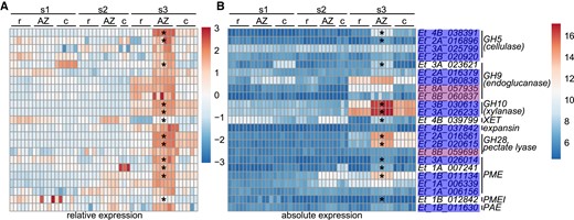 Cell wall-modifying enzymes are enriched in the AZ at the early seed maturity stage. (A) Heatmap of relative expression normalized by each gene. (B) Heatmap of absolute expression of each gene. s1, before anthesis; s2, seed filling; s3, early seed maturity stage. Stars denote significant enrichment by at least 2-fold in the AZ compared with the rachilla and caryopsis (Wald test, adjusted P < 0.05). Blue or purple shading on gene names indicates AZ modules as defined by WGCNA. c, caryopsis; r, rachilla.