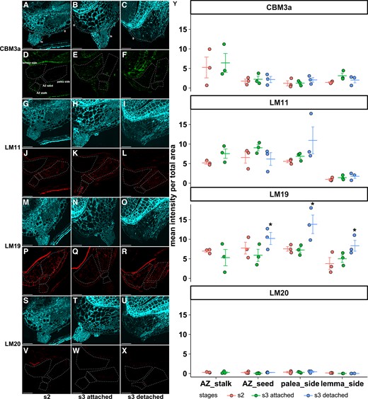 Some cell wall components differ among developmental stages. (A–X) Representative images of immunofluorescence with antibodies (A–F) CBM3a, (G–L) LM11, (M–R) LM19, and (S–X) LM20. (A–C, G–I, M–O, S–U) Autofluorescence. (D–F, J–L, P–R, V–X) Antibody signals. Different sections from the same samples were used for different antibody labeling. The AZ and its surrounding tissues are manually divided into AZ-stalk, AZ-seed, photosynthetic ovary wall on the palea side, and the lemma side. Images are enhanced for visualization, and raw images were used for quantification. Scale bars = 50 µm. (Y) Signal intensity of the 3 biological replicates (circles) and mean ± standard error (lines) within each region for each antibody. Stars denote significant differences (Tukey's test, P < 0.01) between developmental stages. S2, seed filling stage; s3-attached, early seed maturity stage before abscission; s3-detached, post-abscission stage. g, green tissue at the bottom of the caryopsis; ts: triangular stalk.