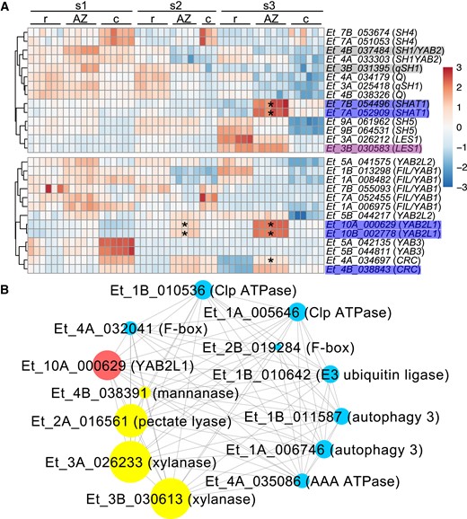 Putative orthologs of previously identified AZ genes are partially enriched in the AZ. (A) Heatmap of relative expression normalized by each gene. s1, before anthesis; s2, seed filling; s3, early seed maturity stage. Stars denote significant enrichment in the AZ by at least 2-fold compared with the rachilla and caryopsis (Wald test, adjusted P < 0.05). The gray, blue, or purple shading on gene names indicates the AZ modules defined by WGCNA. c, caryopsis; r, rachilla. (B) Selected YAB2L1 co-expression network. Genes related to cell wall enzymes (yellow), and protein degradation and cell death (blue) with the top 5% highest weight interaction with YAB2L1 (red) are shown in the network. The size of the filled circles denotes the absolute expression levels of the genes.