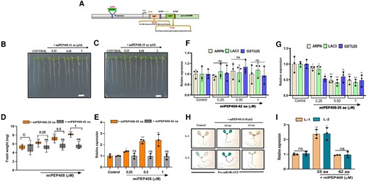 Identification and functional characterization of miPEP408. A, Schematic representation of SUREs element and different ORF found on the promoter of pri-miR408 with predicted TSS and precursor sequence. B, Effect of 10-day-old WT seedlings grown on half-strength MS medium supplemented with water (control) or different concentrations of miPEP408- 42 aa. Scale bar, 1 cm. C, Effect of 10-day-old WT seedlings grown on half-strength MS medium supplemented with water (control) or different concentrations of the miPEP408-35 aa Scale bar, 1 cm. D, Measurement of root lengths of 10-day-old WT seedlings grown on half-strength MS medium supplemented with water (control) or different concentrations of miPEP408 (35 aa & 42 aa). N = 20 independent seedlings. E, Expression analysis of mature miR408 in 10-day-old WT seedlings grown on half-strength MS medium supplemented with water (control) and different miPEP408 (35 aa & 42 aa) concentrations. (F, G) Expression analysis of ARPN, LAC3 and GSTU25 in 10-day-old WT seedlings grown on half-strength MS medium supplemented with water (control) and different miPEP408 (35 aa & 42 aa) concentrations. H, Histochemical GUS staining of five-day-old promoter line seedlings of Pro:miR408::GUS grown on half-strength MS medium supplemented with water (control), miPEP408-35 aa and miPEP408-42 aa (0.50μM). Scale bars1000 μm. I, Expression of GUS transcript in five-day-old seedlings of Pro:miR408::GUS grown on half-strength MS medium supplemented with water (control), miPEP408-35 aa and miPEP408-42 aa (0.50μM). Calculations of data were performed from three biological replicated independently per treatment with similar results. Upper and lower-case in (D) indicate significantly different groups as determined by two-way ANOVA. Middle lines indicate mean values and boxes indicate data ranges. Small circle indicates the number of data points for each sample. All statistical analyses were performed using two-tailed Student's t tests. The data are plotted as means ± SD. The error bars represent SD. The asterisks indicate significant differences: ***P < 0.001.