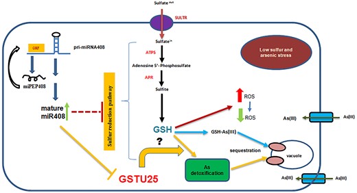 A schematic model representing the involvement of miPEP408 in regulating miR408 transcription and sulfur metabolism under LS and as(III) stress. This model represents the key role of miPEP408 in regulating the sulfur reduction pathway via pri-miR408 transcription. The mature miR408 in cytoplasm targets GSTU25 transcript and may modulate sulfur metabolism. Genes involved in sulfur metabolism with modulated expression are marked as red. (?) symbol represents that the direct role of GSTU25 in sulfur assimilation pathway needed to be explored. LS, low sulfur; As(III), arsenite; ROS Reactive Oxygen Species.
