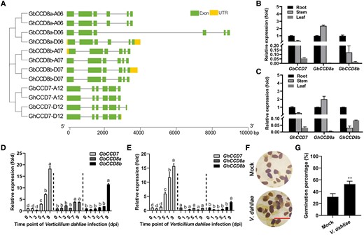 The SL biosynthesis-related CCD7 and CCD8a/b homologous genes and their expression patterns in island Hai7124 and upland Jimian11 cotton cultivars with or without V. dahliae infection. A) The phylogenetic tree and exon/intron structures of CCD7 and CCD8 (CCD8a and CCD8b). The phylogenetic tree was constructed by the NJ method, with 1,000 bootstrap replicates. The capital letters A and D stand for the sub-genomes originated from two diploid progenitor species Gossypium arboreum (A-genome donor) and G. raimondii (D-genome donor), respectively. The numbers next to the capital A/D letters stand for chromosome numbers. The green boxes indicate exons, the yellow boxes indicate untranslated regions, and the gray lines represent introns. B and C) The expression patterns of GbCCD7 and GbCCD8a/b (B), and GhCCD7 and GhCCD8a/b (C) in different organs of island (Hai7124, B) and upland (Jimian11, C) cotton varieties. Data are means ± SD of three biological replicates (n = 3; three independent plants/biological replicate). The expression value in roots was normalized as 1. D and E) The transcript levels of GbCCD7 and GbCCD8a/b in the roots of island cotton (D), and GhCCD7 and GhCCD8a/b in the roots of upland cotton (E) after 0, 1, 3, 5, 7, and 9 dpi with V. dahliae infection. Data are means ± SD of three biological replicates, and value of 0 dpi was normalized as 1 (n = 3; three independent plants/biological replicate). Different letters indicate statistically significant differences in expression levels of each gene between before treatment (0 dpi) and after treatment (1,3,5, 7, and 9 dpi) with V. dahliae as determined by a one-way ANOVA analysis using the Tukey's honestly significant difference (HSD) test (P < 0.05). F and G) Representative pictures of O. aegyptiaca seed germination (F) and germination percentages (G) under the treatments with the extracts from roots of V. dahliae-uninfected (Mock) and V. dahliae-infected plants (Hai7124) at 9 dpi. Data are means ± SD of three biological replicates (n = 3; ≥30 seeds/biological replicate). Bar = 5 mm. Asterisks indicate statistically significant differences between Mock and V. dahliae-infected plants as determined by a Student's t-test (**P < 0.01). dpi, day-post-inoculation.