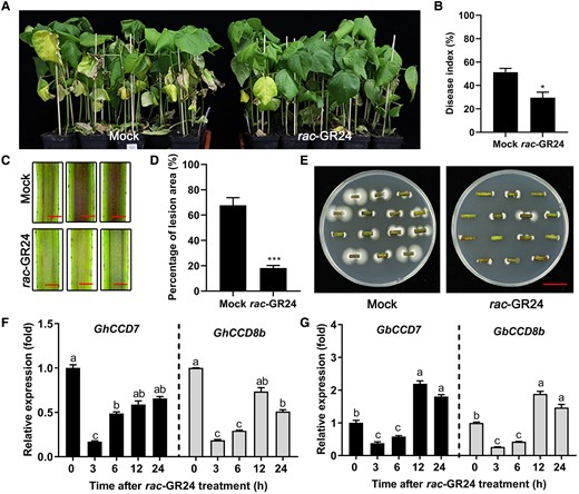 Exogenous application of rac-GR24 enhanced cotton resistance to V. dahliae. A) Disease symptoms of Jimian11 (susceptible cultivar) seedlings treated with 3 µM rac-GR24 and without rac-GR24 (Mock, water control containing equal amount of ethanol) for 24 h, and then exposed to V. dahliae infection for 21 d. The application of rac-GR24 (3 μM) or Mock control was conducted twice per week during the infection period to maintain the effect of rac-GR24. B–E) Disease index (B), stem section anatomy (C), lesion area of stem section (D), and fungal renewal cultivation assay of the stem cuttings (E) from Jimian11 seedlings shown in (A). Data are means ± SD of three biological replicates (n = 3; ≥25 stem cuttings/biological replicate). Bar = 2 mm (C). Bar = 2 cm (E). Asterisks indicate statistically significant differences between Mock and V. dahliae-infected plants as determined by a Student's t-test (*P < 0.05 and ***P < 0.001). F and G) Relative transcript levels of CCD7 and CCD8b in Jimian11 (F) and Hai7124 plants (G) after their treatment with 3 µM rac-GR24 for 0, 3, 6, 12, and 24 h. Data are means ± SD of three biological replicates (n = 3; three independent plants/biological replicate). The expression value at 0 h was normalized as 1. Different letters indicate statistically significant differences between before treatment (0 h) and after treatment (3, 6, 12, 24 h) with rac-GR24 as determined by a one-way ANOVA analysis using the Tukey's HSD test (P < 0.05).