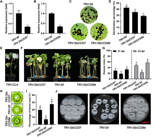 Silencing the SL-biosynthetic genes GbCCD7 and GbCCD8b reduced resistance to V. dahliae in cotton. A and B) Expression of GbCCD7 and GbCCD8b in roots of GbCCD7-silenced (TRV:GbCCD7) and GbCCD8b-silenced (TRV:GbCCD8b) Hai7124 cotton plants. Data are means ± SD of three biological replicates (n = 3; three independent plants/biological replicate). The expression value of TRV:00 was normalized as 1. Asterisks indicate statistically significant differences between TRV:00 and TRV:GbCCD7 or TRV:GbCCD8b plants as determined by a Student's t-test (**P < 0.01). C and D) Representative pictures of O. aegyptiaca seed germination (C) and germination percentages (D) under the treatments with the extracts from roots of TRV:00 (control), TRV:GbCCD7, and TRV:GbCCD8b plants. Bar = 5 mm. Data are means ± SD of three biological replicates (n = 3; ≥30 seeds/biological replicate). E) Albino phenotype of the cotton plants inoculated with TRV:GbCLA vector after 14 d. F) Disease symptoms of TRV:00, TRV:GbCCD7, and TRV:GbCCD8b seedlings at 21 dpi with V. dahliae. G–J) Disease indices (G), stem anatomy (H), lesion area percentages (I), and fungal renewal cultivation levels (J) in TRV:00, TRV:GbCCD7, and TRV:GbCCD8b cotton plants shown in (F). Bar = 2 mm (stem anatomy), Bar = 2 cm (fungal renewal cultivation). Data are means ± SD of three biological replicates (n = 3; ≥25 stem cuttings/biological replicate). Different letters indicate statistical differences among different genotypes as determined by a one-way ANOVA analysis using the Tukey's HSD test (P < 0.05). dpi, day-post-inoculation.