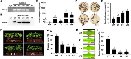 Overexpression of GbCCD8b-GFP enhanced V. dahliae resistance in susceptible upland cotton Baimian1. A) Direct-PCR verification of GbCCD8b-GFP using genomic DNA from WT and overexpression transgenic lines (L1, L14, and L15) plants. H2O represents negative control in the PCR system. B) Western blotting was used to detect GbCCD8b-GFP in WT and transgenic (L1, L14, and L15) plants. Primary antibody of anti-GFP mouse monoclonal antibody and the secondary antibody of hypersensitive response and patho (HRP)-conjugated goat anti-mouse IgG were used. C) The transcript levels of GbCCD8b-GFP in WT and transgenic plants. Data are means ± SD of three biological replicates (n = 3; three independent plants/biological replicate). The expression value of WT was normalized as 1. D and E) Representative pictures of O. aegyptiaca seed germination (D) and germination percentages (E) under the treatments with the extracts from roots of WT and transgenic plants. Data are means ± SD of three biological replicates (n = 3; ≥30 seeds/biological replicate). Bar = 1 mm. F–I) Disease symptoms (F), disease indices (G), browning spots of the dissected stems (H), and lesion area percentages of stem section (I) of the WT and transgenic plants at 23 dpi with V. dahliae. Bar = 2 mm. Data are means ± SD of three biological replicates (n = 3; ≥25 stem cuttings/biological replicate). Different letters indicate statistical differences among different genotypes as determined by a one-way ANOVA analysis using the Tukey's HSD test (P < 0.05). dpi, day-post-inoculation.