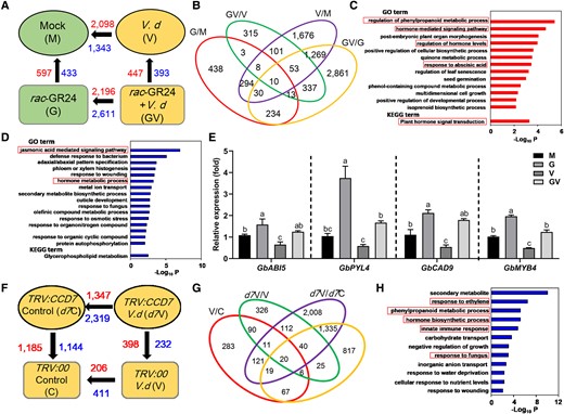 Transcriptome analysis of cotton roots to gain mechanistic insights into SL-mediated V. dahliae resistance. A) Numbers of DEGs of different groups compared in pairs. The red numbers indicate the upregulated DEGs and the blue numbers indicate downregulated DEGs. Mock (M), cotton roots without the applications of V. dahliae and rac-GR24; V. d (V), cotton roots with V. dahliae infection; rac-GR24 (G), cotton roots with rac-GR24 treatment; rac-GR24 + V. d (GV), cotton roots with both V. dahliae and rac-GR24 treatments. B) Venn diagram of DEGs among the groups. Numbers indicate overlapping and non-overlapping DEGs among the groups. C and D) Enrichment analyses of the upregulated (C, 447 genes) and downregulated (D, 393 genes) genes from the “GV vs. V” comparison using GO biological process and KEGG pathway analyses. The X-axis is the accumulative hypergeometric P-values of genes mapped by the terms, representing the abundance of the GO or KEGG terms. E) Relative expression levels of the upregulated (selected from GO terms) in roots of cotton plants treated with or without infection with V. dahliae for 3 d (3 dpi) and with or without treatment with rac-GR24 for 4 d. Data are means ± SD of three biological replicates (n = 3; three independent plants/biological replicate). The expression values of M were normalized as 1. Different letters indicate statistically significant differences in expression levels of each gene among the groups (M, G, V, and GV) as determined by a one-way ANOVA analysis using the Tukey's HSD test (P < 0.05). F) Numbers of DEGs of different groups compared in pairs. TRV:GbCCD7 Control (d7C), TRV:GbCCD7 cotton roots without V. dahliae infection; TRV:00 V. d (V), TRV:00 cotton roots with V. dahliae infection; TRV:00 Control (C), TRV:00 cotton roots without V. dahliae infection; TRV:GbCCD7 V. d (d7V), TRV:GbCCD7 cotton roots with V. dahliae infection. G) Venn diagram of DEGs among the groups. Numbers indicate overlapping and non-overlapping DEGs among the groups. H) GO enrichment analysis of downregulated genes obtained from “d7V vs. V” comparison. Data are means ± SD of three biological replicates (n = 3; three independent plants/biological replicate).