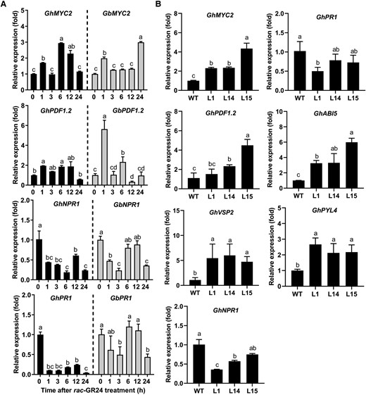 Relative expression levels of several defense-related and hormone-related genes. A) Relative expression levels of studied genes in roots of Jimian11 and Hai7124 plants treated with rac-GR24 for 0, 1, 3, 6, 12, and 24 h. Data are means ± SD of three biological replicates (n = 3; three independent plants/biological replicate). The expression value at 0 h was normalized as 1. Different letters indicate statistically significant differences among different time points after rac-GR24 treatment as determined by a one-way ANOVA analysis using the Tukey's HSD test (P < 0.05). B) Relative expression levels of studied genes in roots of WT and GbCCD8b-overexpressing transgenic lines (L1, L14, and L15). Data are means ± SD of three biological replicates (n = 3; three independent plants/biological replicate). The expression value in WT was normalized as 1. Different letters indicate statistically significant differences among different genotypes as determined by a one-way ANOVA analysis using the Tukey's HSD test (P < 0.05).