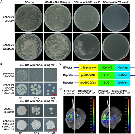 The interaction between GbMYC2 with the promoters of GbCCD7 and GbCCD8b. A) Self-activation assay of pAbAi-proGbCCD7 and pAbAi-proGbCCD8b. Y1HGold reporter strains containing pAbAi-proGbCCD7 or pAbAi-proGbCCD8b reporter construct alone were inhibited on the medium SD (SD)/-Ura + 700 ng mL−1 AbA (aureobasidin A). Bar = 2 cm. B) GbMYC2 binds to the promoters of GbCCD7 and GbCCD8b genes by a yeast one-hybrid (Y1H) assay. Y1HGold reporter strains transformed with pGADT7-GbMYC2 and pAbAi-proGbCCD7/8b plasmid could grow on the medium SD/-Ura + 700 ng mL−1 AbA. Bar = 5 mm. C) Schematic diagram of the LUC reporter gene expression model. D) LUC imaging analysis of the interaction between GbMYC2 and GbCCD7 or GbCCD8b promoter. The LUC signal was collected 2 d after infiltration, and the experiment was repeated three times with three leaves each time. EV, empty vector.