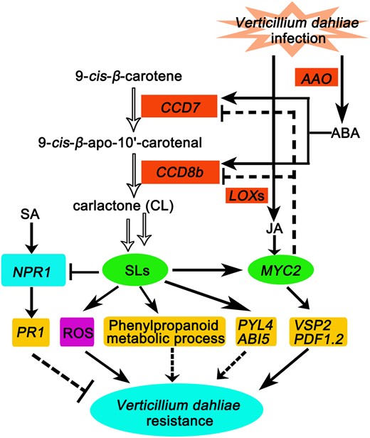 A proposed model for the role of SLs in enhancing cotton resistance to V. dahliae via crosstalk with JA-, SA-, and ABA-signaling pathways, and promoting ROS accumulation and phenylpropanoid metabolic process. V. dahliae infection induces the expression of CCD7 and CCD8b, resulting in SL accumulation and consequently improving V. dahliae resistance by promoting the expression of several defense-related genes involved in JA-signaling, including MYC2, PDF1.2, and VSP2. Additionally, SLs also increase ROS accumulation and enhance ABA-signaling-related genes PYL4 and ABI5 expression, while suppressing the expression of SA signaling-related genes NPR1 and PR1 genes to enhance V. dahliae resistance. The phenylpropanoid metabolic process, which is induced by SLs, may also be involved in improvement of V. dahliae resistance. V. dahliae infection triggers accumulations of ABA and JA, probably by inducing ABA biosynthesis-related AAO gene and JA biosynthesis-related LOX genes, respectively. V. dahliae infection-induced ABA upregulates the expression of CCD7 and CCD8b, resulting in increased SL content in cotton roots. V. dahliae infection-induced JA upregulates MYC2 expression, which leads to repression of the expression of CCD7 and CCD8b, consequently decreased SL content in cotton roots. Such positive feedback loop by ABA and negative feedback loop by JA in regulation of SL homeostasis result in a balance among these three hormones, leading to improved cotton disease resistance to V. dahliae infection. Hollow arrows indicate biosynthesis and black arrows indicate stimulation. Black blunt bars indicate suppression, dotted arrows indicate uncertain stimulation, and dotted blunt bar indicate uncertain suppression.