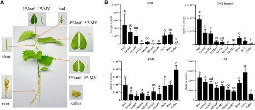 Identification of the precursor of DNJ biosynthesis. A) Mulberry tissues used for metabolite analysis. Callus cultured in vitro. B) DNJ and precursor in different tissues of mulberry. The n.d. indicates that the substance is not detected. DNJ isomer, a metabolite identical to the mass spectrum of DNJ. Data are presented as mean value and standard deviations of 3 independent biological replicates. Significance was analyzed with ANOVA (P < 0.05).