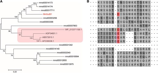 Phylogenetic relationship of GutB genes from different species. A) The phylogenetic tree was generated based on the multiple sequence alignment of the 17 GutB genes using the neighbor-joining method (bootstrap value = 1,000). The red rectangle indicates the proteins that catalyzed the formation of DNJ in B. amyloliquefaciens 140N (Genbank: AFO38338.1), B. amyloliquefaciens FZB42 (Genbank: ABS72610.1), B. atrophaeus 1942 (Genbank: ADP34801.1), and Paenibacillus polymyxa SC2 (Genbank: WP_013371158.1). B) The CLUSTAL sequence alignment presents putative aminopolyol dehydrogenases from DNJ producers and mulberry. The red position indicates that D or E residues from known or putative DNJ producers provide charge recognition with the positively charged ammonium group of an amino polyol substrate. The dashes indicated amino acid residues near the conserved domains.