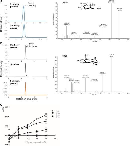 Enzyme activity assay of MnGutB1 in vitro. A) HPLC-MS/MS analyses of ADM and B) DNJ. Elution profile of ADM in the synthetic product and mulberry extract. Chromatograms of DNJ in the mulberry extract, standards, and enzymatic product are shown on the left. The chromatograms displayed in A) and B) are the intercepted segment of the first 3 min of the total chromatogram. Extracted fragment mass chromatograms of ADM and DNJ are shown on the right. C) Effect of substrate concentration on the activity of the enzyme. MnGutB1 enzymatic activity was measured in monitoring the NADH formation at OD340nm in the reaction system. Absorbance was recorded at 340 nm every 10 min in 3 parallel wells. Data represent mean ± SD (n = 3).
