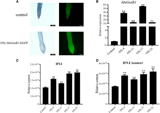 Overexpression of MnGutB1 in mulberry hairy roots promotes DNJ accumulation. A) Fluorescence microscopy detection of MnGutB1 in mulberry hairy roots induced by wild-type Agrobacterium rhizogenes K599 (control) and K599 containing the 35S::MnGutB1-EGFP vector. B) Relative expression of MnGutB1 in overexpression (OX) hairy root lines. C) Relative content of DNJ and D) its isomer in overexpression (OX) hairy root lines. In B), C), and D), metabolite data for each biological line are the mean ± SD of quantification made in 3 replicates. **P < 0.01 (as determined by a Student's t-test).