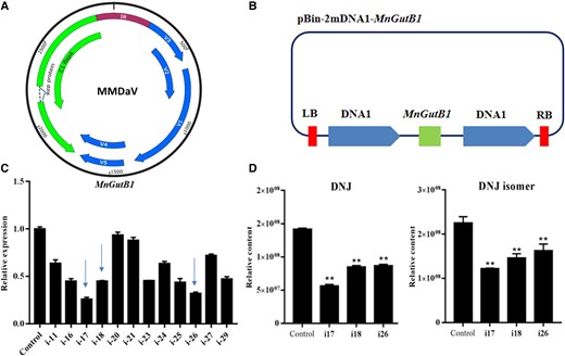 Effects of MnGutB1 suppression on the biosynthesis of DNJ in mulberry leaves. A) Genome organization of Mulberry mosaic dwarf-associated geminivirus (MMDaV). B) Schematic diagram of the vector. C) Expression of MnGutB1 in RNAi (i) mulberry lines. D) Relative content levels of DNJ and its isomer in RNAi (i) mulberry lines. Metabolite data for each biological line were assayed in triplicate; metabolite data for each biological line are the mean ± SD of quantification made in 3 replicates. **P < 0.01 (as determined by a Student's t-test).
