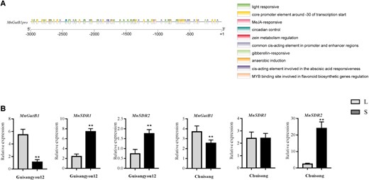 Expression of MnGutB1 in mulberry leaves was regulated by light duration. A) Transcriptional regulatory elements upstream of the MnGutB1 gene. B) Relative expression of MnGutB1, MnSDR1, and MnSDR2 in 2 kinds of mulberry resources grown in an incubation room treated with a 16-h photoperiod (L) compared with a 5-h photoperiod (S). The qPCR data are the mean ± SD of quantification made in 3 independent biological replicates. *P < 0.05 (Student's t-test).