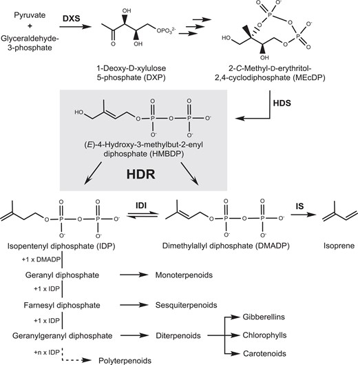 (E)-4-Hydroxy-3-methylbut-2-en-1-yl diphosphate reductase (HDR) functions as a central enzyme in isoprenoid biosynthesis in plants. HDR Is the terminal enzyme of the methylerythritol 4-phosphate (MEP) pathway, catalyzing the reaction of (E)-4-hydroxy-3-methylbut-2-enyl diphosphate (HMBDP) to dimethylallyl diphosphate (DMADP) and isopentenyl diphosphate (IDP). IDP can also be isomerized to DMADP by isopentenyl diphosphate isomerase (IDI). DMADP can be converted to isoprene under catalysis of isoprene synthase (IS). Biosynthesis of larger isoprenoids involves the formation of geranyl-, farnesyl- and geranylgeranyl diphosphate by catalyzing the condensation reaction of one, two or three IDP building blocks to DMADP, respectively. Prenyl diphosphates can be further metabolized to different classes of terpenes including hemi-, mono-, sesqui-, diterpenes, and larger polyterpenes. DXS: 1-deoxy-D-xylulose-5-phosphate synthase; HDS: (E)-4-hydroxy-3-methylbut-2-en-1-yl diphosphate synthase.