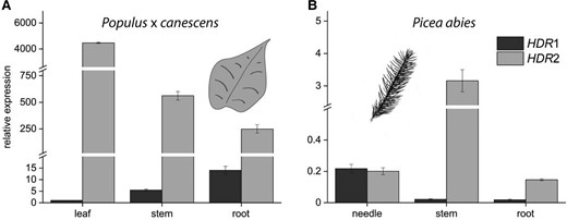 RT-qPCR analysis of HDR1 and HDR2 expression in different organs of Populus × canescens and Picea abies. PcHDR2 expression in Populus × canescens is many-fold greater than that of PcHDR1 in all organs tested, making it virtually the only active isoform in the plant A). In Picea abies, PaHDR2 Is mainly expressed in spruce stems and roots, while PaHDR1 shows highest expression in needles B). These differences in HDR isoform expression point towards species-specific regulation of the production of DMADP and IDP. Values are given as means ± standard deviation of three biological replicates, measured as technical triplicates. Statistical analysis was performed by using Student's t-test, letters represent statistical differences between the tissues; P ≤ 0.05.