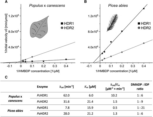 Kinetic analysis of recombinant HDR1 and HDR2 enzymes of Populus × canescens and Picea abies. Lineweaver-Burk plots depict data obtained from in vitro assays of heterologously expressed recombinant HDR1 and HDR2 enzymes of poplar A) and spruce B). While the lines of the HDR2 measurements show similar slopes and intercepts indicating similar kinetics in both species, HDR1 showed major differences between poplar and spruce as seen in the Km- and kcat values for the respective enzymes C). The ratio of DMADP to IDP is similar for three of the four enzymes, but PaHDR1 shows a remarkable increase in IDP production. Each data point represents the mean of two technical replicates from each of two separate experiments.
