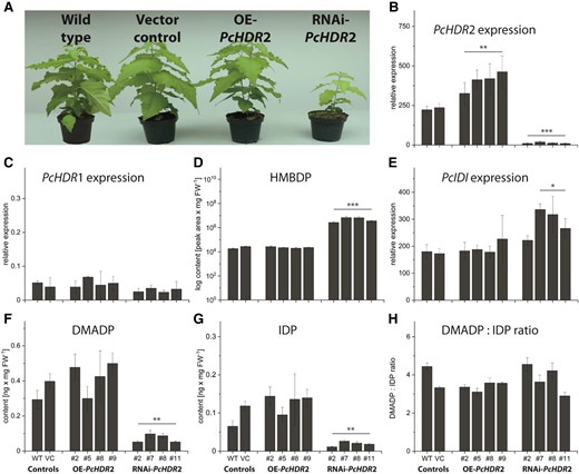 Characterization of Populus × canescens with overexpressed and silenced PcHDR2. Transgenic poplar plants were analyzed under greenhouse conditions when wild-type plants had reached a height of 1 m. Picture taken two weeks after transfer to the greenhouse shows plants with increased and silenced transcript levels, as well as controls. Representative plants were selected for each type of transformant that best represented its phenotype (PcHDR2 overexpression: line #9; RNAi-PcHDR2: line #2) A). Analysis of PcHDR2 expression levels in transformants followed expectations with significant increases in overexpression lines and significant decreases in RNAi lines B). Expression of PcHDR1 was not influenced in any of the transformants C). For metabolite quantification, data were always normalized to account for the reduced biomass of the silenced lines. The HDR substrate HMBDP increased 100 to 300-fold in silenced lines compared to the controls D). Expression of PcIDI was significantly increased in most of the silenced lines E). PcHDR2 silencing led to a significant reduction in amounts of DMADP F) and IDP G), but These were still present in the same ratio H). Values are given as mean ± standard deviation of at least four biological replicates per line, measured in technical triplicates. Statistical analysis was performed by using Student's t-test, *** = P < 0.001; ** = P < 0.01; * = P < 0.05; VC, vector control; OE, overexpression.
