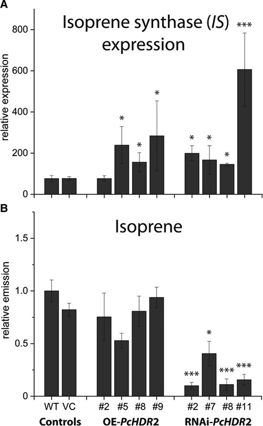 Effect of Populus × canescens HDR2 silencing on isoprene synthase expression and isoprene emission. Isoprene synthase (IS) expression significantly increased in all transgenic poplar lines, independent of their PcHDR2 expression A). Isoprene emission, measured by performing a one-day volatile collection with normalization on plant fresh weight, was reduced in RNAi lines B). Values are given as mean ± standard deviation of at least four biological replicates per line, measured in individual experiments. Statistical analysis was performed by using Student's t-test, *** = P < 0.001; * = P < 0.05; VC, vector control; OE, overexpression.