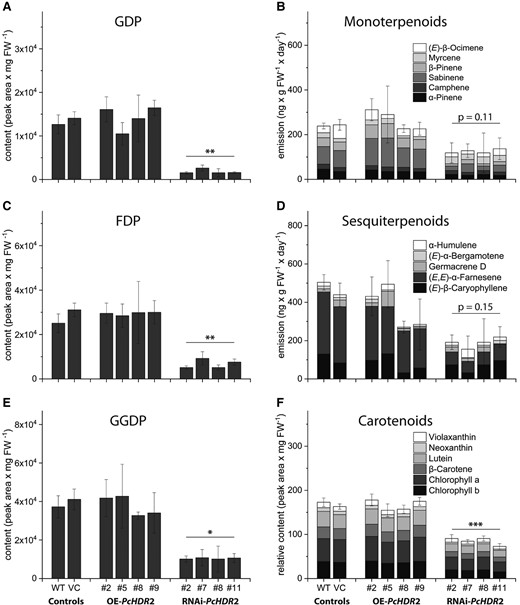 Content of prenyl diphosphate intermediates and isoprenoid products in transgenic Populus × canescens lines and controls. Prenyl diphosphates and carotenoids were extracted from fresh ground plant material, while mono- and sesquiterpenoid volatiles were collected over a 24-hour period. All prenyl diphosphate intermediates, including geranyl diphosphate (GDP; A), farnesyl diphosphate (FDP; C), and geranyl geranyl diphosphate (GGDP; E) were reduced in PcHDR2-silenced lines. Monoterpenoids B) and sesquiterpenoids D) show a tendency towards lower amounts, but this was not statistically significant. Carotenoids and chlorophylls declined significantly F). Statistical analyses comparing transgenic lines with controls were performed using Student's t-test. Values are given as mean ± standard deviation of at least four biological replicates per line. *** = P < 0.001; ** = P < 0.01; * = P < 0.05; VC, vector control; OE, overexpression.