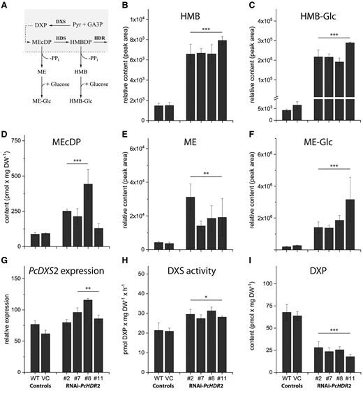 Effects of PcHDR2 gene silencing on methylerythritol phosphate (MEP) pathway intermediates and genes in transgenic Populus × canescens lines. Proposed conversions are depicted for the chloroplast-localized MEP pathway with a dashed line indicating the chloroplast envelope A). PcHDR2 silencing increases the accumulation of pathway intermediates 2-C-methyl-D-erythritol-2,4-cyclodiphosphate (MEcDP) D) and (E)-4-hydroxy-3-methylbut-2-en-1-yl diphosphate (HMBDP) (Fig. 4B). HMBDP is in turn dephosphorylated to (E)-4-hydroxy-3-methylbut-2-enol (HMB; B), which is glycosylated to HMB-Glc C). MEcDP gives rise to similar metabolites, the dephosphorylated 2-C-methyl-D-erythritol (ME; E), and the corresponding glycoside (ME-Glc; F). PcHDR2 silencing upregulates the first step of the MEP pathway, 1-deoxy-D-xylulose-5-phosphate synthase (DXS), at both the transcript G) and enzyme activity H) levels. While the concentration of 1-deoxy-D-xylulose 5-phosphate (DXP) concentration is decreased I). Statistical analysis was performed by using Student's t-test of treated samples against the controls. Values are given as mean ± standard deviation of at least three biological replicates per line. *** = P < 0.001; ** = P < 0.01; * = P < 0.05; VC, vector control.
