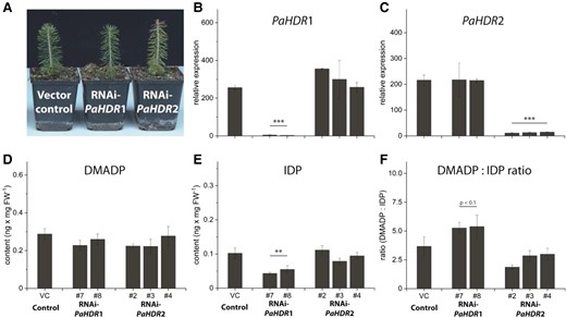Metabolic effects of PaHDR1 and PaHDR2 gene silencing in Picea abies. Young saplings were transformed with an empty vector or RNAi constructs of PaHDR1 (2 lines) and PaHDR2 (3 lines). After a two-year growth period, no phenotypic differences were observed (Pictures were taken of a representative plant from line #7 for RNAi-PaHDR1 and line #2 for RNAi-PaHDR2) A), but RT-qPCR analysis confirmed that HDR knock-down was specific for PaHDR1 B) and PaHDR2 C). DMADP formation was not affected D), but IDP formation was significantly affected in PaHDR1-silenced lines, which altered the DMADP:IDP ratio F). Values are given as mean ± standard deviation of at least four biological replicates per line. Statistical analysis was performed using Student's t-test. *** = P < 0.001; ** = P < 0.01; VC, vector control.