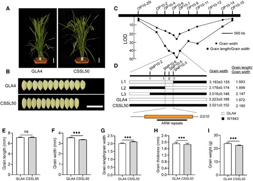 Map-based cloning of GS10. Plant morphology and grain shape phenotype between GLA4 and CSSL50. Scale bar, 5 cm (A), 1 cm (B, both panels). C)GS10 was initially mapped between marker loci OP10-6 and OP10-7 using 155 BC2F2 plants based on the phenotype of GW and grain length/GW. D)GS10 was then fine-mapped to a 10-kilobase (kb) genomic region between the marker SNP10-6 and SNP10-3 using the BC2F4 population. Genotype (left), GW (middle), and grain length/GW (right) were shown for recombinant plants and the control plants. White and black bars represent chromosomal segments homozygous for GLA4 and W1943 alleles, respectively. The only 1 predicted open reading frame in the 10-kb delimited region among 3 CSSLs and their parents. The numbers below the molecular markers in (D) indicate the number of recombinants. Statistics of grain length E), GW F), grain length/GW G), grain thickness H), and grain weight I) between GLA4 and CSSSL50, n ≥ 18. Values are given as the mean ± Sd. Student's t-test significant difference, ***P < 0.001; ns, not significant.