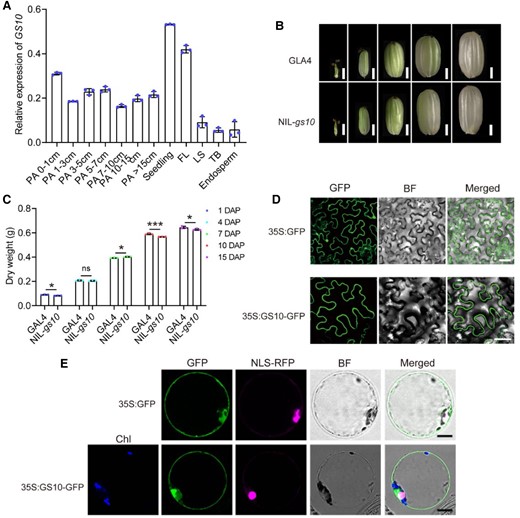 Expression pattern and subcellular localization of GS10. A) Relative expression of GS10 in different tissues of GLA4. PA, panicle before heading; FL, flag leaf; LS, leaf sheath; TB, tiller bud. OsUBQ5 was used as the control. Data are presented as mean values ± Sd, n = 3 biologically independent samples. B) Comparison of the shape of developing caryopsis at indicated DAF between GLA4 (left) and NIL-gs10 (right). Scale bars, 1 mm. C) Statistics of developing caryopsis dry weight at indicated days between GLA4 and NIL-gs10. Data are presented as mean values ± Sd, n = 3 biologically independent samples. Subcellular localization of GS10 (35S::GS10-GFP) in N. benthamiana leaf D) and rice protoplasts E). The plasmid 35S::GFP and NLS-RFP (nuclei marker) were used as the control. Scale bar, 10 μm D) and 20 μm E) in N. benthamiana leaf; 10 μm in rice protoplasts. Chl, chlorophyll. BF, bright field. Student's t-test significant difference, *P < 0.05 and ***P < 0.001; ns, not significant.