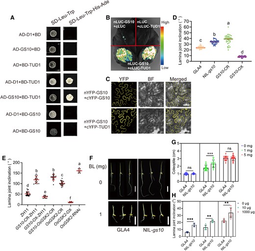 GS10 interacts with TUD1, which is involved in BR signaling. A) Y2H assay of GS10, TUD1, and D1. AD, activation domain; BD, binding domain. SD–Leu–Trp–His–Ade (or SD–Leu–Trp), SD medium lacks Leu, Trp, Ade, and His (or lacks Leu, Trp). B) In vivo protein interaction of GS10 and TUD1 based on LCI in N. benthamiana leaf. C) BiFC assay between GS10 and TUD1 in N. benthamiana leaf. nYFP-GS10 and cYFP-GS10 were used as the control. BF, bright field. D) Statistics of lamina joint inclination in GLA4, NIL-gs10, GS10-CR, and GS10-OX. n = 40. E) Statistics of lamina joint inclination in ZH11, GS10-CR-ZH11, GS10-OX-ZH11, GS10-OsGSK2-CR, OsGSK2-CR, OsGSK2-OX, and OsGSK2-RNAi transgenic lines. n ≥ 40. F) Comparison of 3-d seedlings after 0 and 1 mg BL treatment based on GLA4 and NIL-gs10 background. BL, brassinolide. Scale bars, 1 cm. G) Statistics of coleoptile after 0 and 1 mg BL treatment based on GLA4 and NIL-gs10 background. n = 19. H) Lamina joint inclination comparison of GLA4 and NIL-gs10 after 0 and 1 mg BL treatment, n ≥ 4. As determined by Duncan's multiple-range test, lowercase letters indicate significant differences (P < 0.05). Values are given as the mean ± Sd. Student's t-test significant difference: *P < 0.05, **P < 0.01, and ***P < 0.001; ns, not significant.