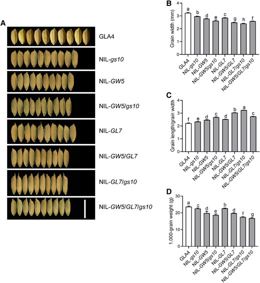 Relationship between gs10 and other grain-size QTLs. A) Phenotypes of grain shape between different pyramiding lines. The pyramiding lines NIL-gs10/GL7, NIL-gs10/GW5, NIL-GL7/GW5, and NIL-gs10/GW5/GL7 were constructed through the combination between NIL-gs10, NIL-GW5, and NIL-GL7 (also referred to NIL-GW7); NIL-GW5, the near-isogenic line contains the GW5 allele in GLA4; NIL-GL7/GW7, the near-isogenic line has the GL7/GW7 allele in GLA4; Scale bar, 1 cm (for all panels). Comparison of GW B), grain length/GW C) and 1,000-grain weight D) between different pyramiding lines, n = 6. Values are given as the mean ± Sd. As determined by Duncan's multiple-range test, lowercase letters indicate significant differences (P < 0.05).